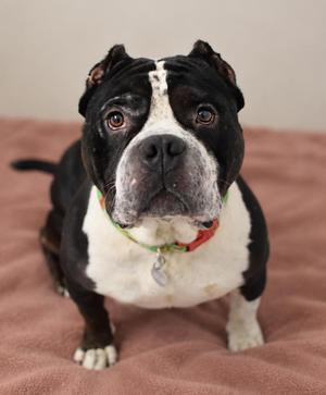 Luca, English Bulldog / Pit Bull Terrier, adult, available for adoption