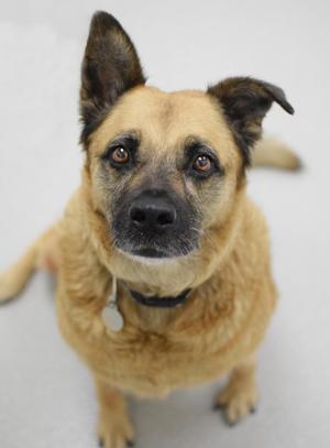 Bianca, German Shepherd Dog, adult, available for adoption