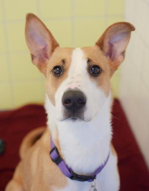 Carmella, Border Collie / Labrador Retriever, adult, available for adoption