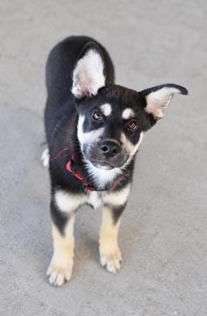 A black and white puppy with a red collar standing on a concrete surface.