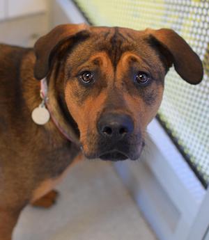 Darla, Rottweiler / Labrador Retriever, adult, available for adoption
