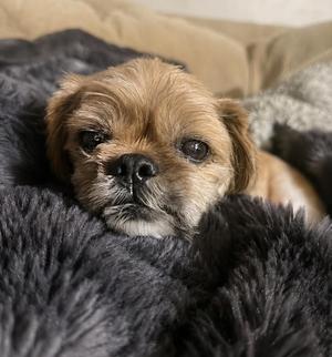 Blanche, Shih Tzu, senior, available for adoption
