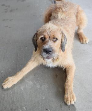 a brown dog lying on a concrete surface