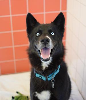 Bluey, Husky / Shepherd, adult, available for adoption