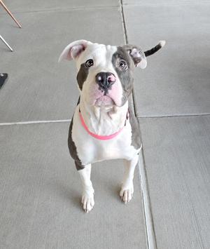 A white and gray dog with a pink collar standing on a concrete surface.
