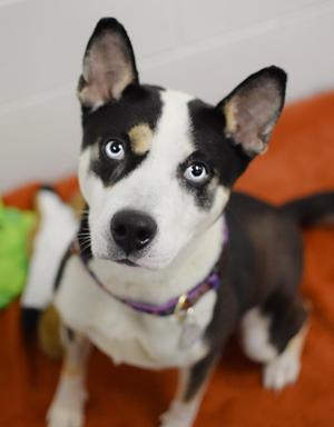 Appletini, Labrador Retriever / Husky, adult, available for adoption