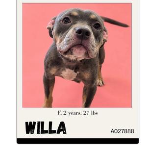 A black and brown dog with a pink background. The dog is standing and looking directly at the camera. The text below the image reads "WILLA" and "F. 2 years, 27 lbs".