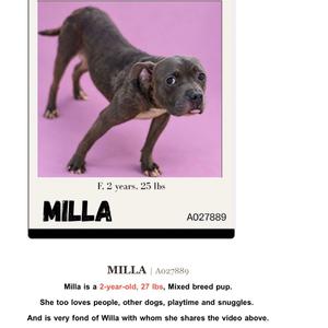 A black dog with a muscular build standing on a pink background. The dog has a short coat and a broad head with floppy ears. The text below the image reads "MILLA" and provides details about the dog's age, weight, and breed.