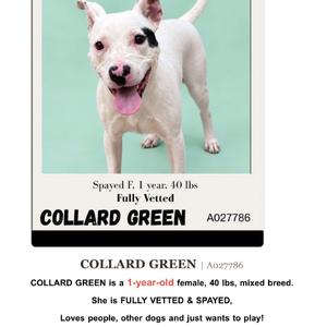A white dog with black spots on its face and ears, standing on a light green background. The dog has a pink tongue sticking out and is looking directly at the camera. The text below the image provides information about the dog, including its name, age, weight, and status as spayed and fully vetted.