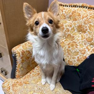Helena, Sheepdog, Shetland, adult, available for adoption