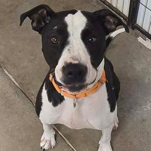 A black and white dog with a white stripe on its face and an orange collar.
