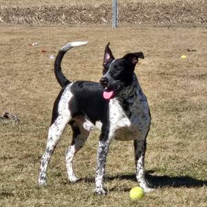 A black and white spotted dog with a pink tongue sticking out, standing on a grassy field with a yellow tennis ball near its front paws.