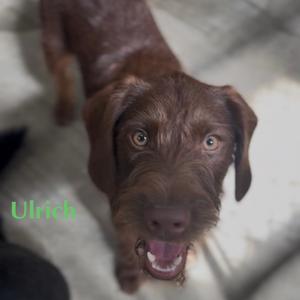 a brown dog with floppy ears and a happy expression