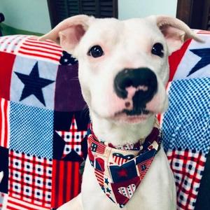Ryker, adult, available for adoption