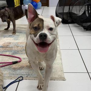 Dave, Terrier, Pit Bull, adult, available for adoption