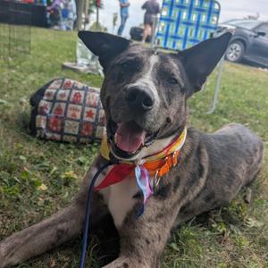 A brindle dog with large ears and a red bandana, lying on grass.