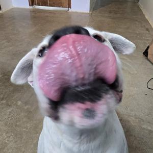 A close-up of a white dog with its tongue out, looking up at the camera.