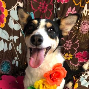 Gemma, Mixed Breed (Medium), adult, available for adoption