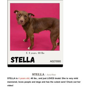 A brown dog named Stella standing on a pink background.