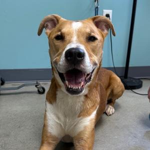 Buddy, Mixed Breed (Large), adult, available for adoption