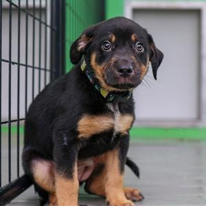 Hocus Pocus, Shepherd, available for adoption