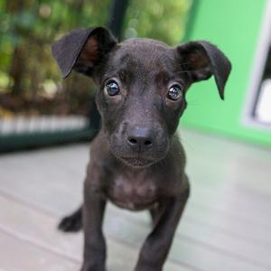Delight, Mixed Breed (Medium), available for adoption