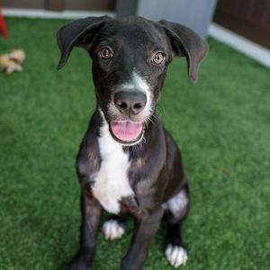 A black and white dog sitting on green artificial grass, looking up with its tongue out.
