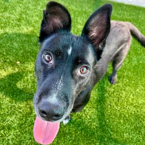 Figaro, Mixed Breed (Medium), available for adoption