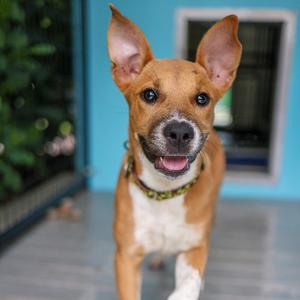 Kissy, Hound, available for adoption