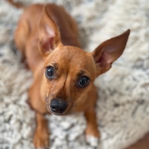 Jane, Chihuahua, adult, available for adoption
