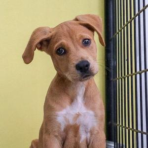 Dragon Fly, Mixed Breed (Medium), available for adoption