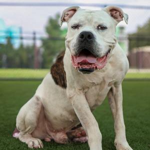 Gentle Giant, Bulldog, American, adult, available for adoption