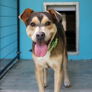Alexander, Mixed Breed (Medium), adult, available for adoption