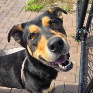 Dude, Shepherd, adult, available for adoption