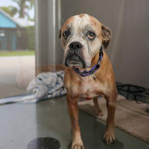 A brown and white dog wearing a purple collar stands on a glass surface, looking directly at the camera.