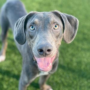 A gray dog with blue eyes and floppy ears standing on grass, looking up with its tongue out.