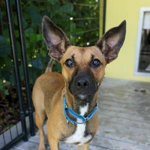 Adele, Shepherd, available for adoption