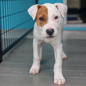 Glow Worm, Terrier, Pit Bull, available for adoption