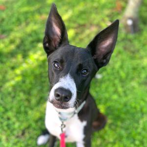 Bargeron, Mixed Breed (Medium), available for adoption