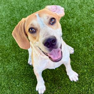 Gilmore, Mixed Breed (Medium), young, available for adoption