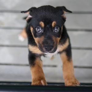 Candy Corn Cutie, Shepherd, available for adoption