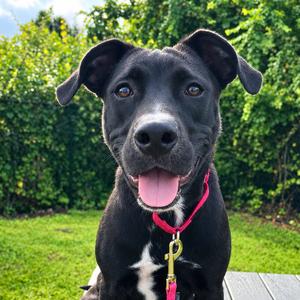 Girlie, Mixed Breed (Medium), young, available for adoption
