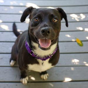 Denny, Mixed Breed (Medium), adult, available for adoption