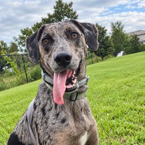 Hunter, Catahoula Leopard Dog, young, available for adoption