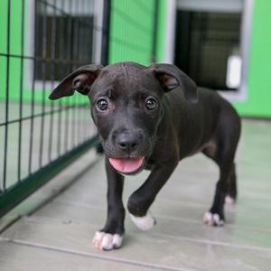 Daiquiri, Mixed Breed (Medium), available for adoption