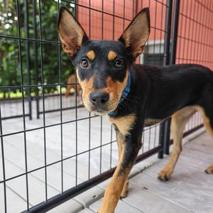 Froppy, Mixed Breed (Medium), available for adoption