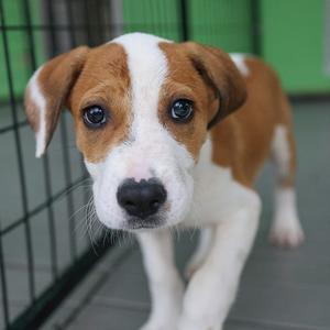 Bumblebee, Mixed Breed (Medium), available for adoption