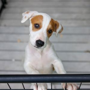 A white and brown puppy with floppy ears looking up at the camera, standing behind a black metal railing.