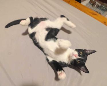 A black and white cat lying on its back on a bed, looking up at the camera.