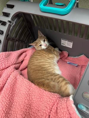 Valor, adult, available for adoption